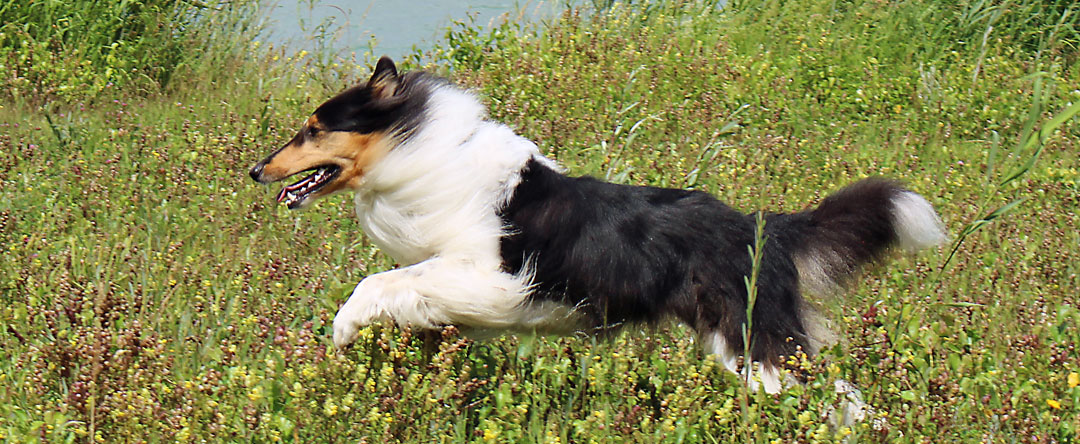 Hundetraining-Borm - Slide