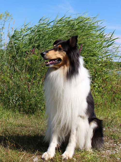 Hundetraining-Borm - Einzelstunden