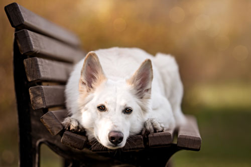 Hundetraining-Borm - individuelle Herausforderungen