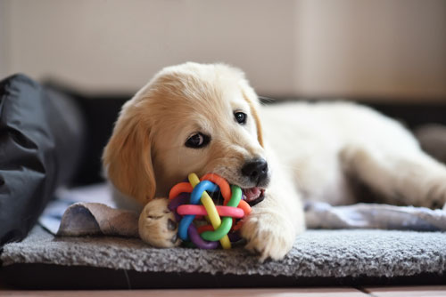 Hundetraining-Borm - Welpenpaket