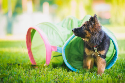 Hundetraining-Borm - Welpengruppe